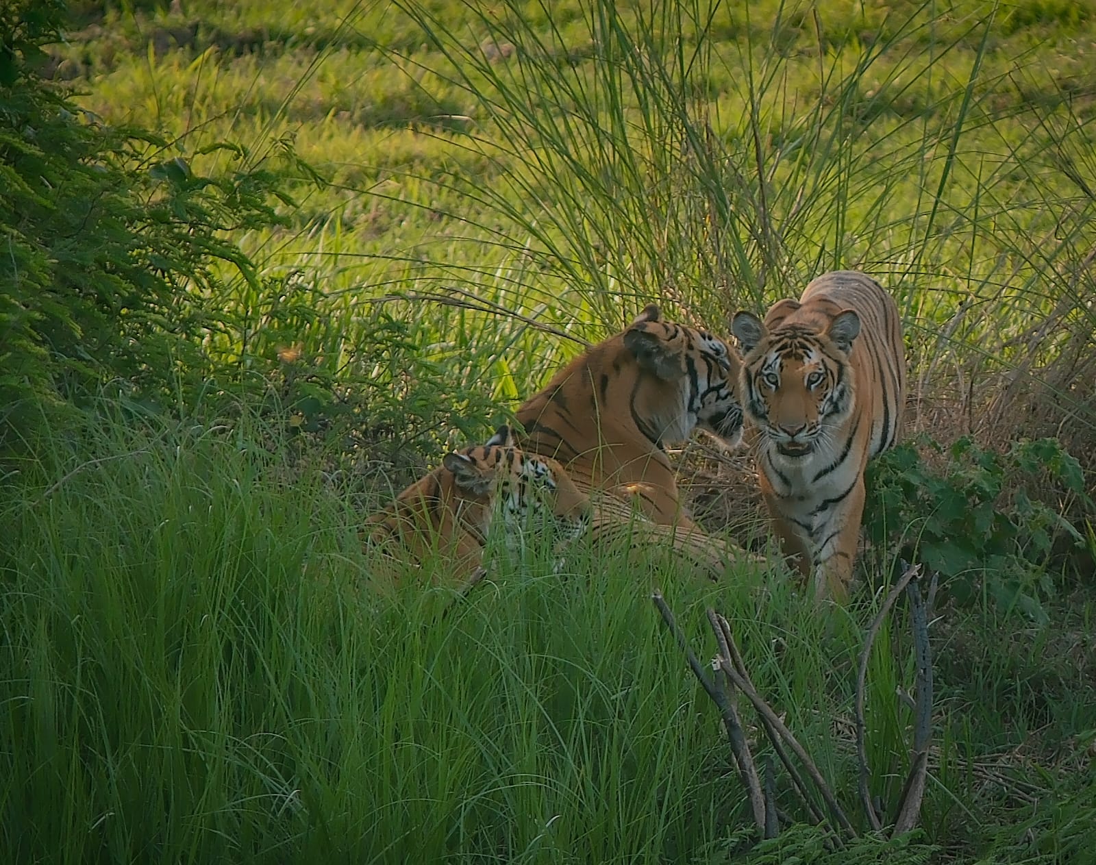 Royal Bengal tigers in the Terai grasslands