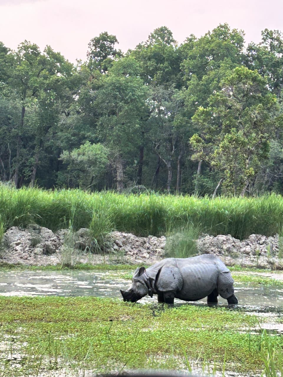 One-horned rhinoceros beside a Dudhwa waterway