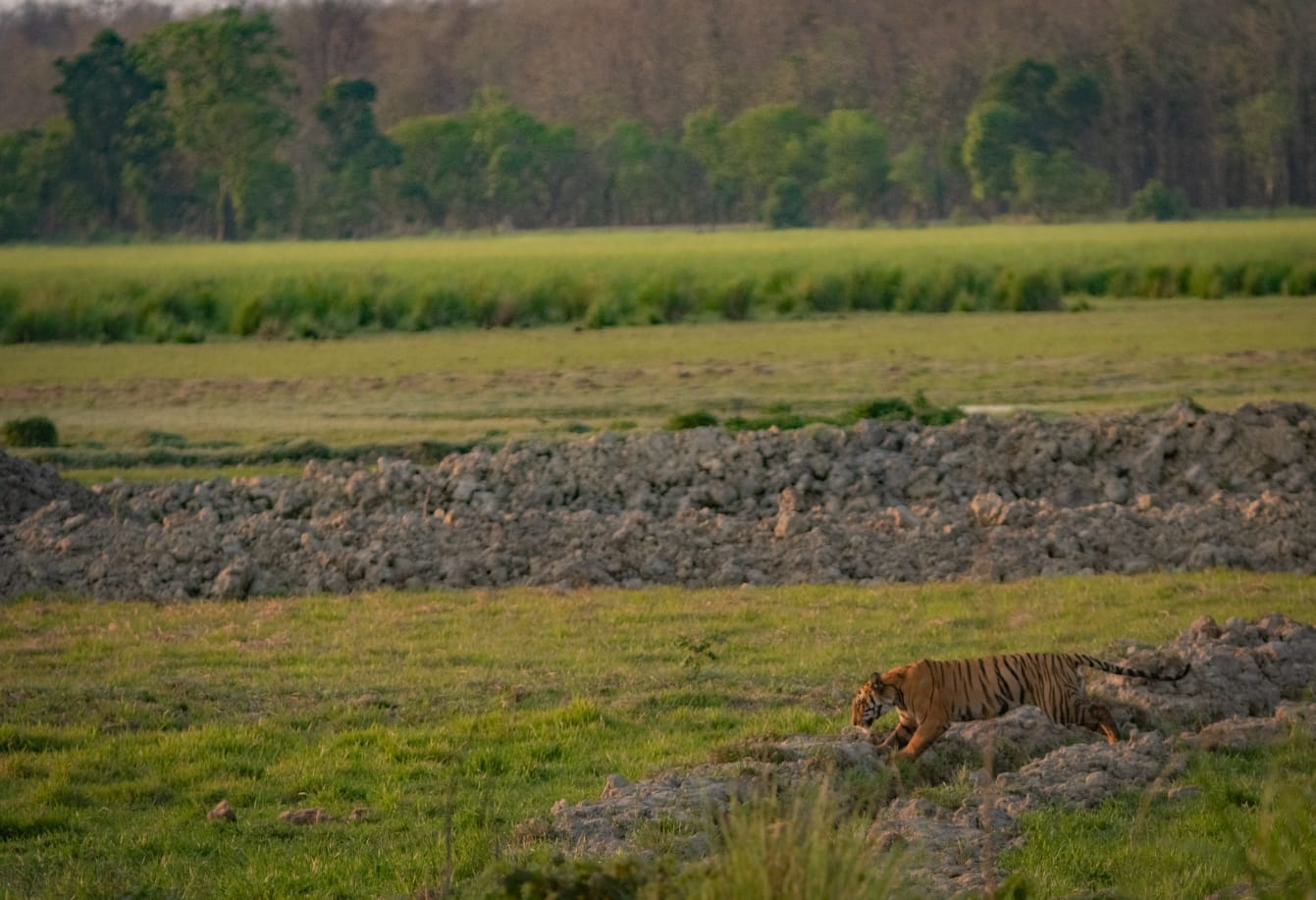 Tiger crossing the wetlands of the Terai